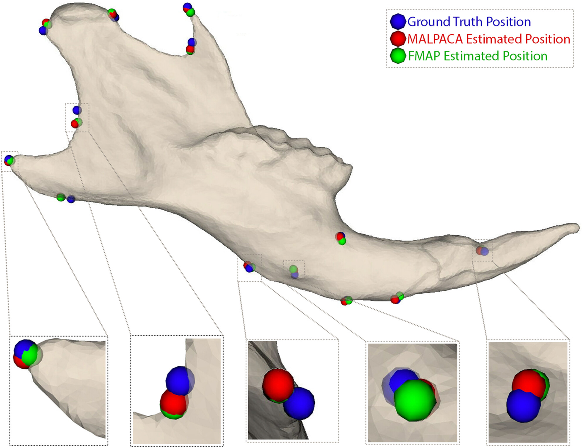 FMAP's estimates (green) closely align with both MALPACA's (red) and the ground truth (blue), with deviations within expected human error. The model effectively estimates landmarks on 3D anatomical structures, advancing morphometric analysis by integrating geometry processing and deep-learning techniques.