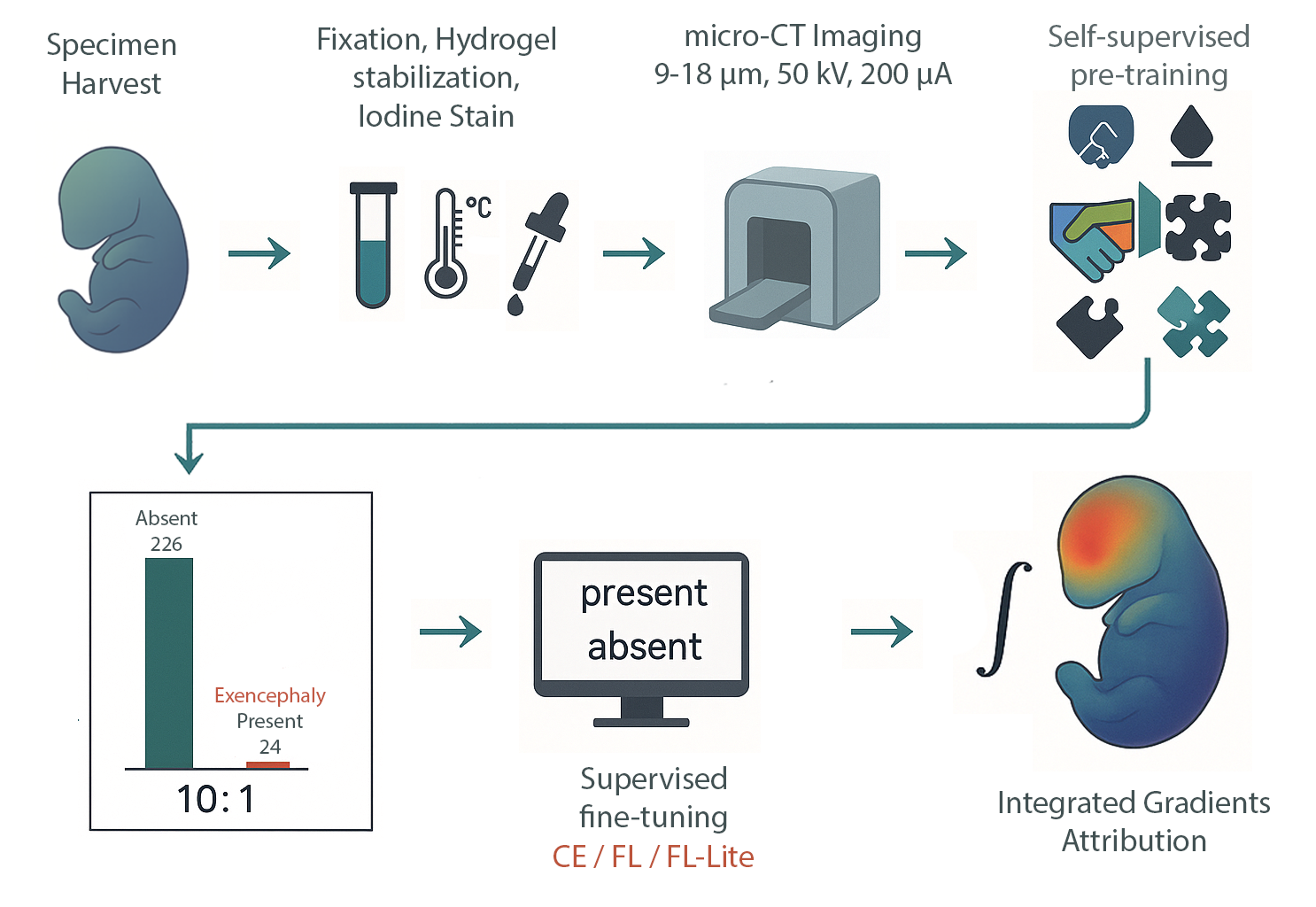Functional-map pipeline diagram