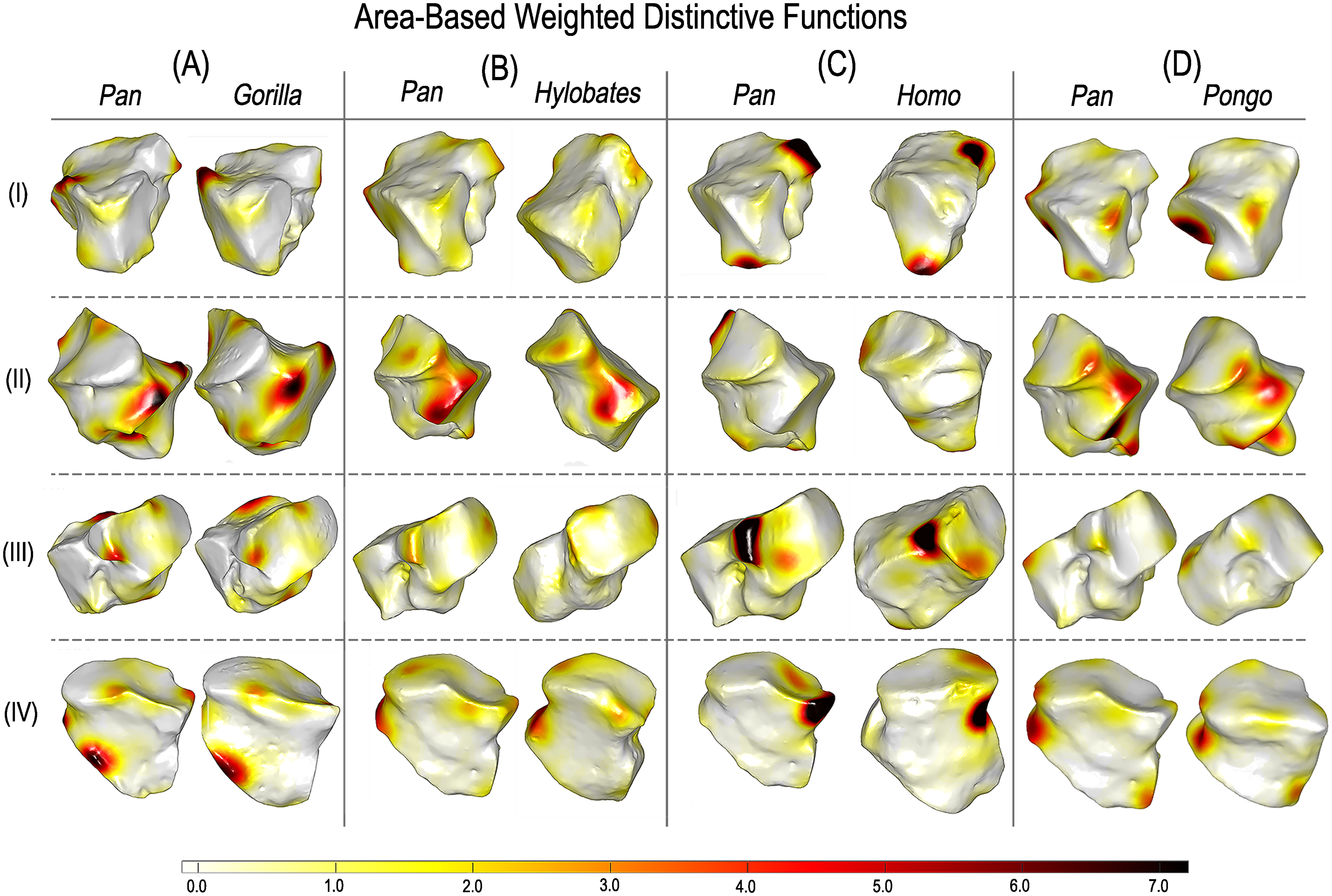 LSSD‑derived distinctiveness maps highlighting surface regions that most separate biological groups; warmer colors indicate stronger discriminative signal.