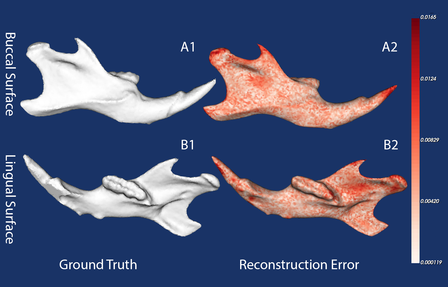 Example of an original surface (A1, B1) and its DISCO-AE reconstruction with corresponding error map (A2, B2). The error map is scaled in mm, with warmer colors indicating higher vertex-level deviations. Most of the surface exhibits exceptionally low reconstruction errors, demonstrating the model’s capacity to preserve both large-scale geometry and subtle morphological details.